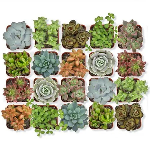 Altman Plants Plantes succulentes vivantes (paquet de 20) Assortiment de plantes succulentes en pot Plantes d'intérieur vivantes dans des cactus et un mélange de sol succulent Plantes de cactus Plantes d'intérieur vivantes Plantes d'intérieur vivantes dans des pots de fleurs' loading='lazy' title=