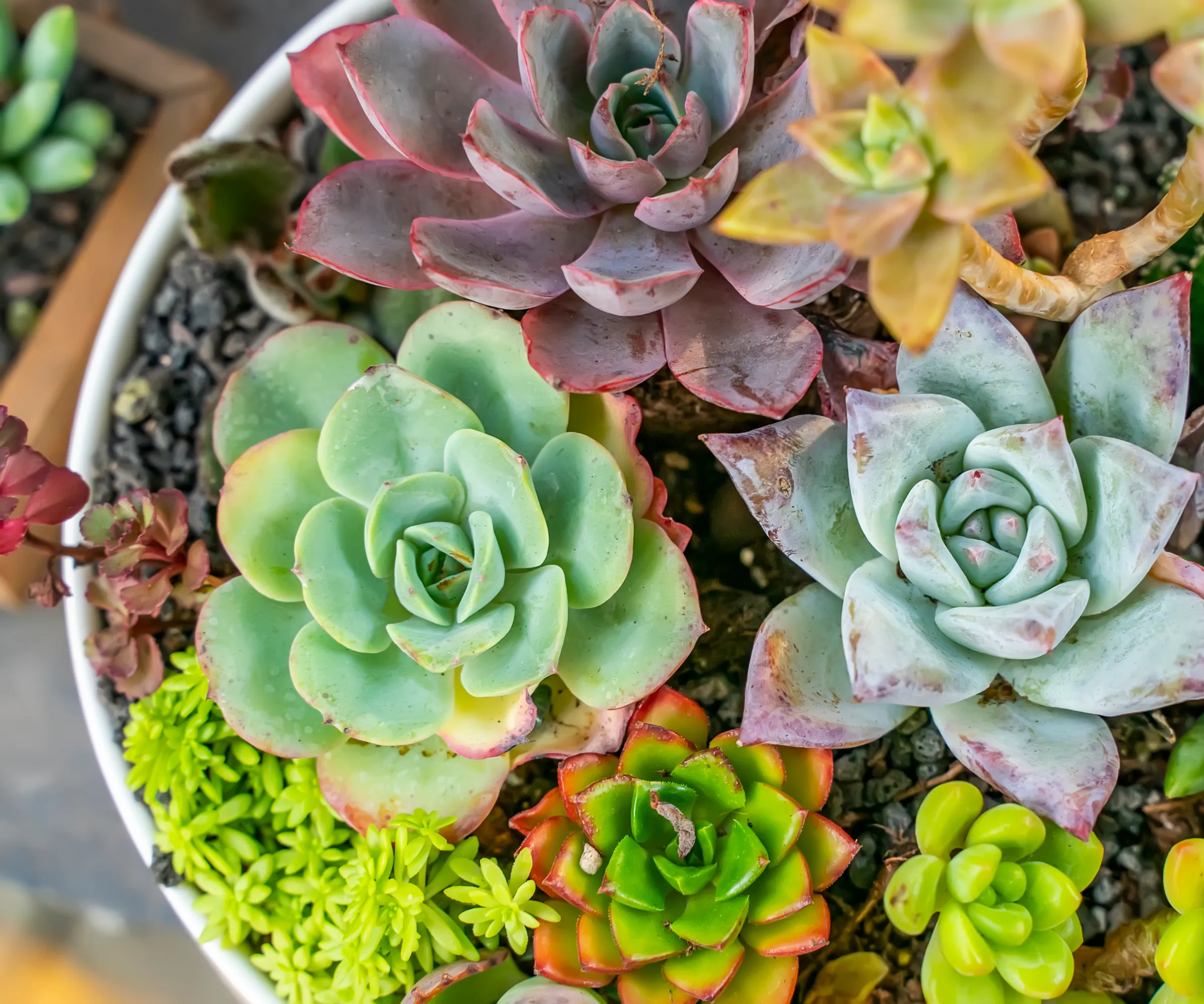 Une variété de plantes succulentes en pot' loading='lazy' title=