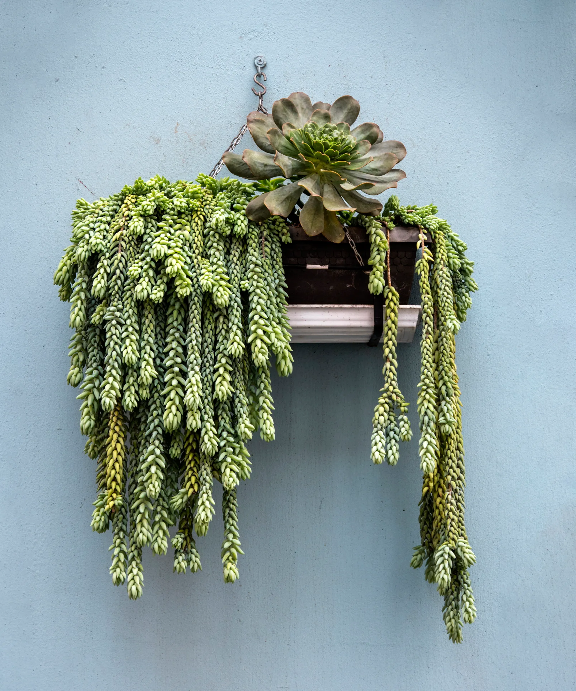 Affichage succulent' loading='lazy' title=