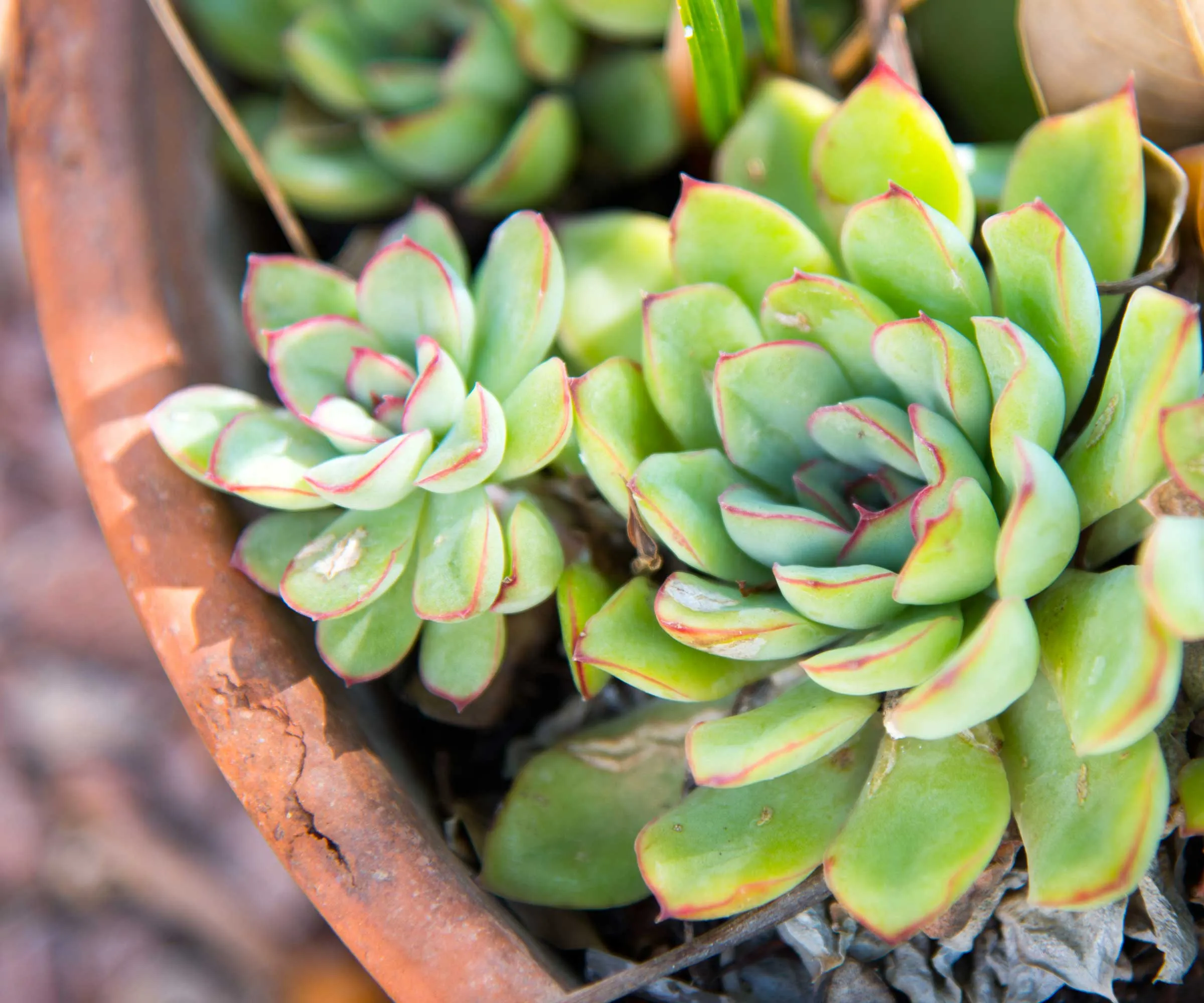 gros plan d'echeveria verte en pot' loading='lazy' title=