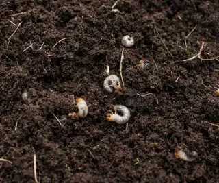 Cockchafer larver i jorden