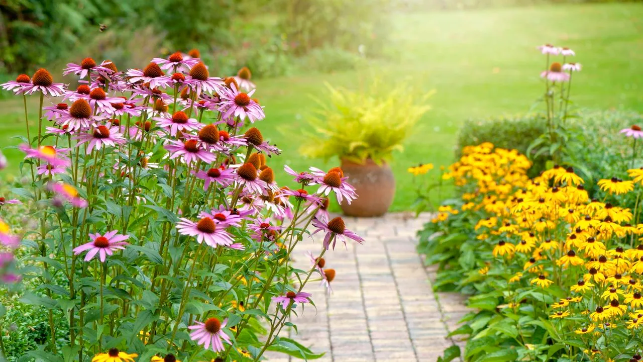 庭の小道に並ぶコーンフラワーとルドベキア' loading='lazy' title=