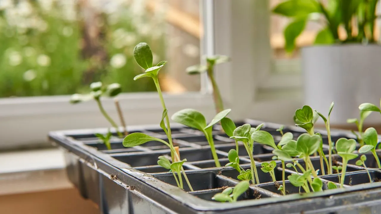 明るい窓辺のモジュールトレイで育つ苗木' loading='lazy' title=