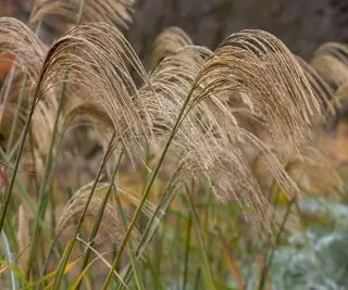 Miscanthus Nepalensis dans le jardin d'automne