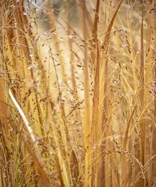 Changer l'herbe pour le criblage