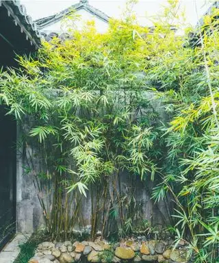 Bambou pour grillage