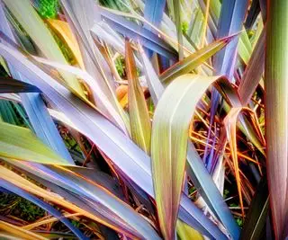 Lin de Nouvelle-Zélande pour criblage