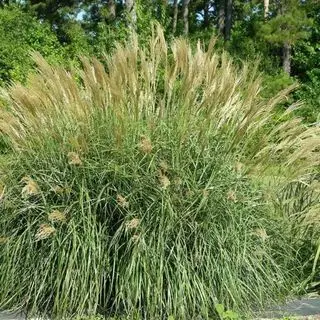 Miscanthus de Garden Goods Direct