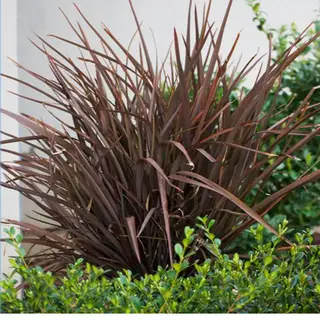 Meilleures graminées ornementales pour l'intimité – 5 meilleures variétés pour la protection du jardin