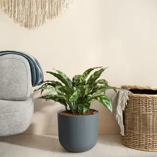 Aglaonema easyplant.com