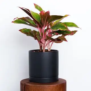 Aglaonema Greendigs.com