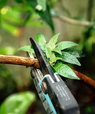 Tailler un buisson à papillons