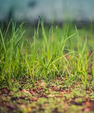 Hvordan stopper jeg fugler som spiser gressfrø og ødelegger den nye plenen min? Eksperter løser dilemmaet