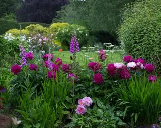 אדמוניות שנשתלו בגבול גן מעורב עם כפפות ופרגים