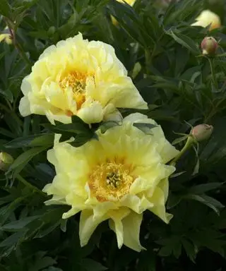 פרח אדמונית ברטצלה צהוב