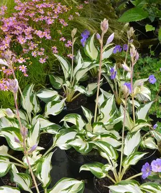 הוסטות בגן שלכת