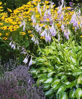 האם כדאי לקצץ בהוסטות בסתיו? מומחים מייעצים מה לעשות בעונה זו