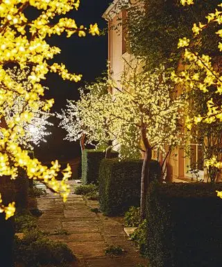 Gartenbäume, die nachts beleuchtet sind