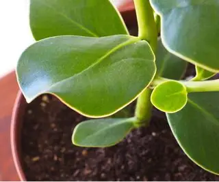 Cluisa rosea Zimmerpflanze im Topf