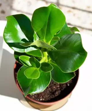 Clusia rosea im Sonnenlicht