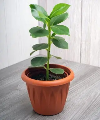 Clusia-Pflegeratgeber – 5 Expertentipps, die diesem tropischen Baum zum Gedeihen verhelfen