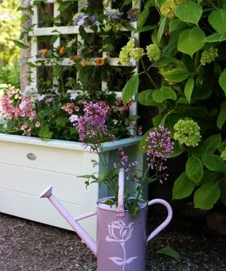 bemalter Pflanzkasten mit Spalier