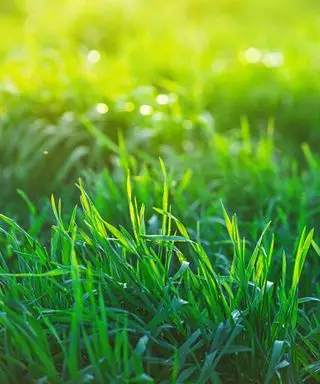 Comment tondre l'herbe mouillée – conseils d'experts pour tondre une pelouse mouillée en toute sécurité
