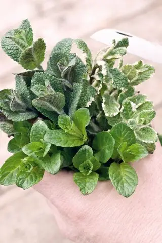 Comment tailler la menthe