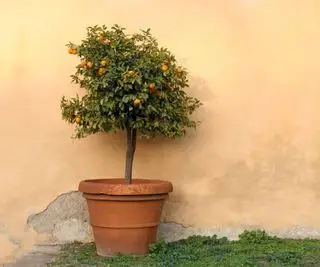 Un albero di arancio che cresce in un vaso di terracotta