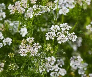 コリアンダーの花が咲いています