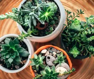 Una gama de suculentas en macetas.