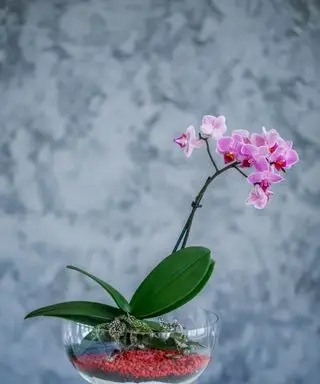 Orquídea rosa en terrario de cristal sobre fondo azul