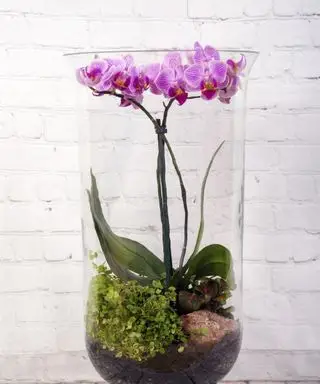 Comment réaliser un terrarium d'orchidées – pour un look tropical sophistiqué