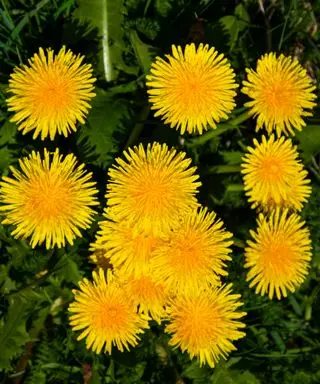 עשבים שוטים בגינה