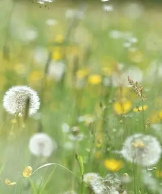 עשבים שוטים בגינה