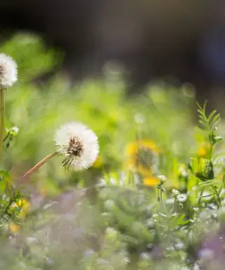 שימוש במלח כדי להרוג עשבים שוטים: הנה מה שאתה צריך לדעת לפני שמתחילים