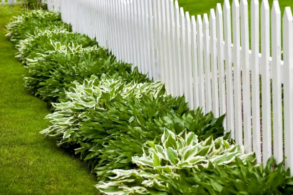 Wann man Funkien pflanzt – für eine üppige Blattpracht