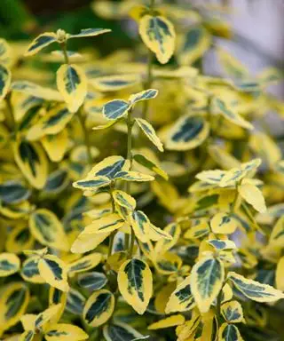 ニシキギ ‘エメラルド アンド ゴールド’