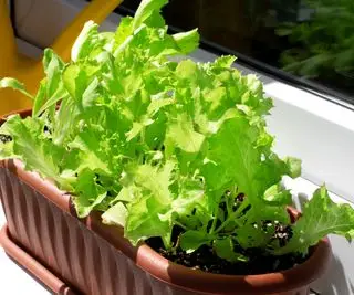 Laitue poussant dans une auge à l'intérieur sur un rebord de fenêtre