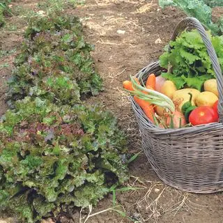 עלי אלון חסה בטחון ב איך לגדל חסה