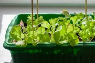 חסה על אדן החלון כיצד לגדל חסה