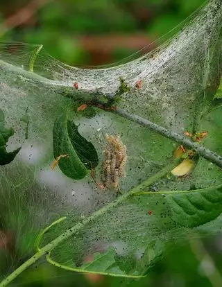 Comment tuer les asticots instantanément – ​​des moyens efficaces pour éloigner les parasites de votre maison