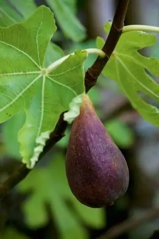 Gros plan de figue sur figuier