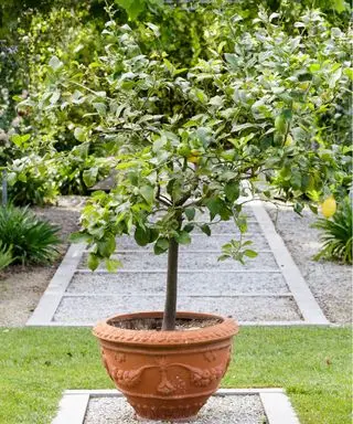 Un citronnier dans un pot en terre cuite présentant les meilleurs arbres pour un petit jardin.
