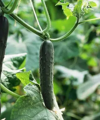 Cómo guardar semillas de pepino para plantar un nuevo cultivo en su jardín