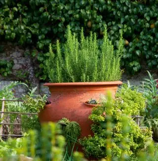 Romarin et autres herbes dans un pot