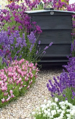 Levanduľa obklopujúca úľ