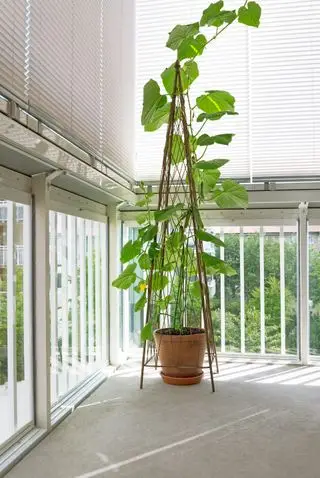 agurker, der vokser lodret på et espalier