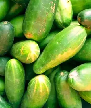 Pourquoi mes feuilles de concombre jaunissent-elles ? 3 solutions au problème commun