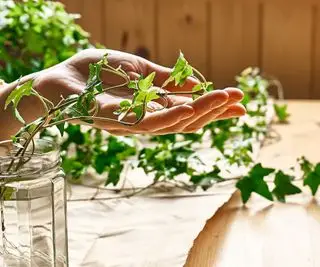 lierre se propageant dans l'eau avec la main